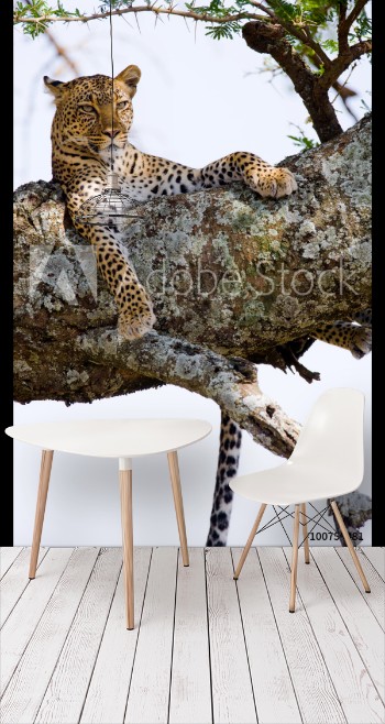 Bild på Leopard is lying on a tree National Park Kenya Tanzania Maasai Mara Serengeti An excellent illustration